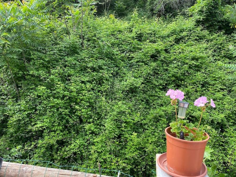 Villa Serenice - F2 Au Calme, Climatise, Wifi Et Parking Gratuit ภายนอก รูปภาพ